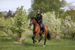 Bart Desender bei einer Dressurvorstellung 