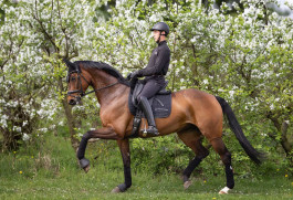 Desender Dressage